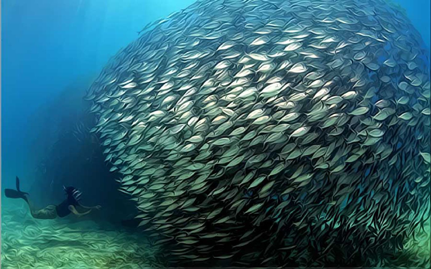 School of fish and quantum communication